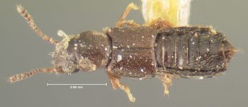 Media type: image; Entomology 6566   Aspect: habitus dorsal view